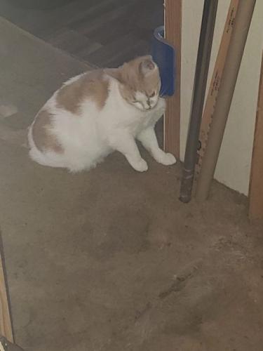 Lost Female Cat last seen Near Traci Drive, Macon, GA 31217, Macon, GA 31217