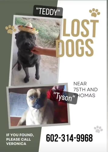 Lost Male Dog last seen 75th ave and Indian school , Phoenix, AZ 85033