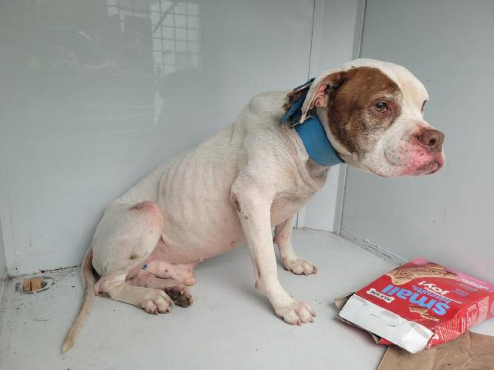 Shelter Stray Male Dog last seen Near BLOCK MCKINNEY AVE, DETROIT, MI, Detroit, MI 48211