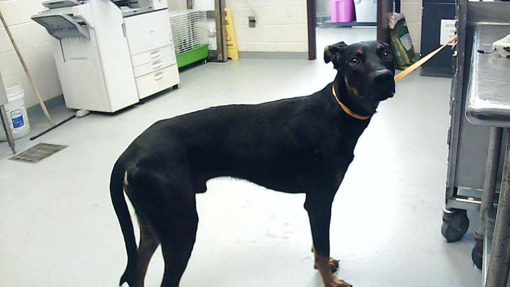 Shelter Stray Male Dog last seen Near BLOCK NORTHGALES CIR, FAYETTEVILLE NC 28314, Fayetteville, NC 28306