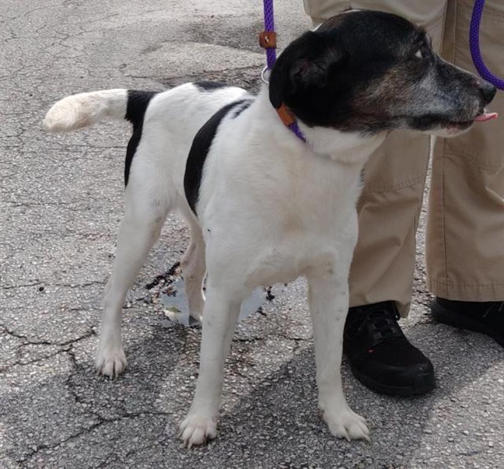 Shelter Stray Female Dog last seen Near BLOCK OLD GRIFFIN RD, DANIA FL 33004, Davie, FL 33312