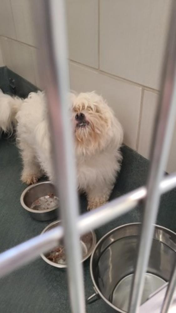 Shelter Stray Male Dog last seen Annandale, Va, 22003, 8100 Braddock Rd, Fairfax County, VA, Fairfax, VA 22032