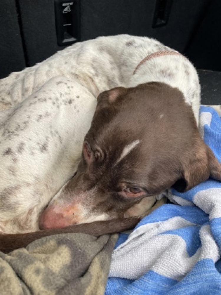 Shelter Stray Female Dog last seen Hamilton County, OH , Cincinnati, OH 45223