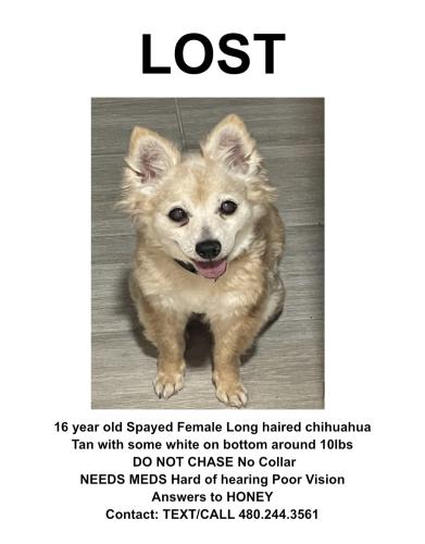 Lost Female Dog last seen Mesa dr & Southern , Mesa, AZ 85204