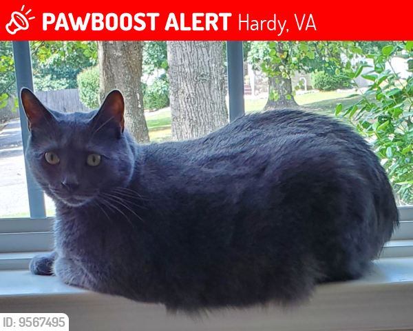 Lost Male Cat last seen Virginia Ridge Drive, Hardy, VA 24101