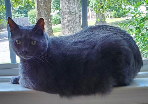 Lost Male Cat last seen Virginia Ridge Drive, Hardy, VA 24101