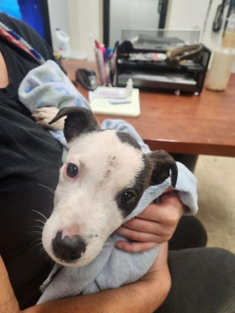 Shelter Stray Female Dog last seen Cincinnati, OH 45223, Cincinnati, OH 45223