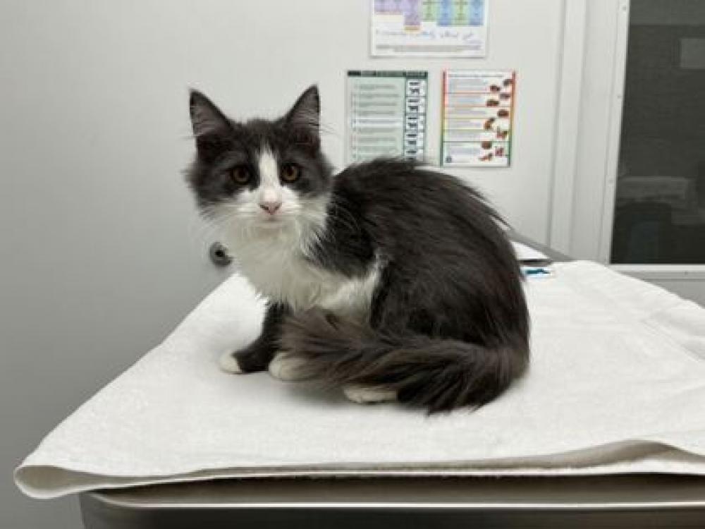 Shelter Stray Male Cat last seen W 84th Ter & Central St, KC MO. 64114, 64114, MO, Kansas City, MO 64132