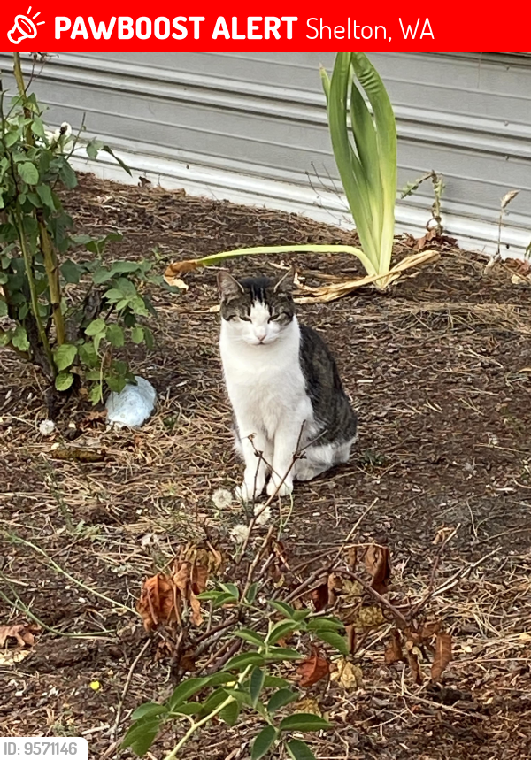 Lost Female Cat last seen BCP Landscaping/Brady Bark Yard, Shelton, WA 98584