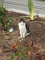 Lost Female Cat last seen BCP Landscaping/Brady Bark Yard, Shelton, WA 98584