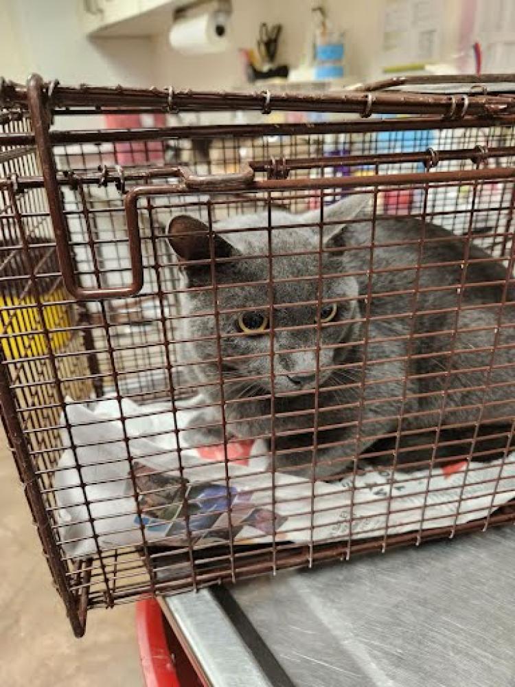 Shelter Stray Male Cat last seen MINNIE ST, Austin, TX 78702