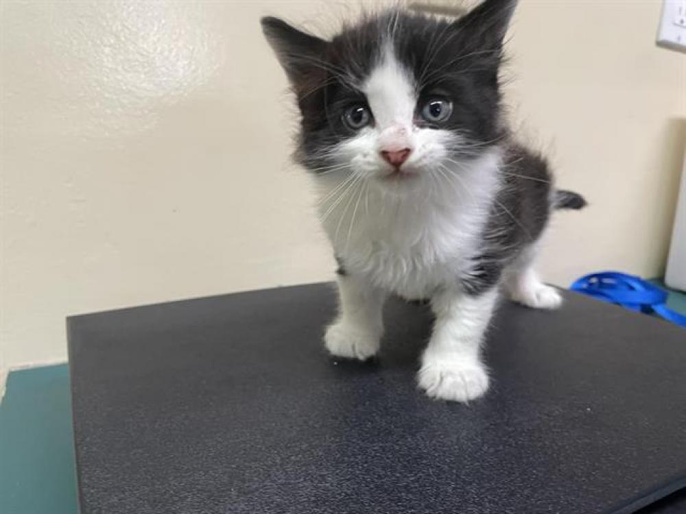Shelter Stray Male Cat last seen FAIR OAKS/HUNTINGTON BLVD, Pasadena, CA 91105