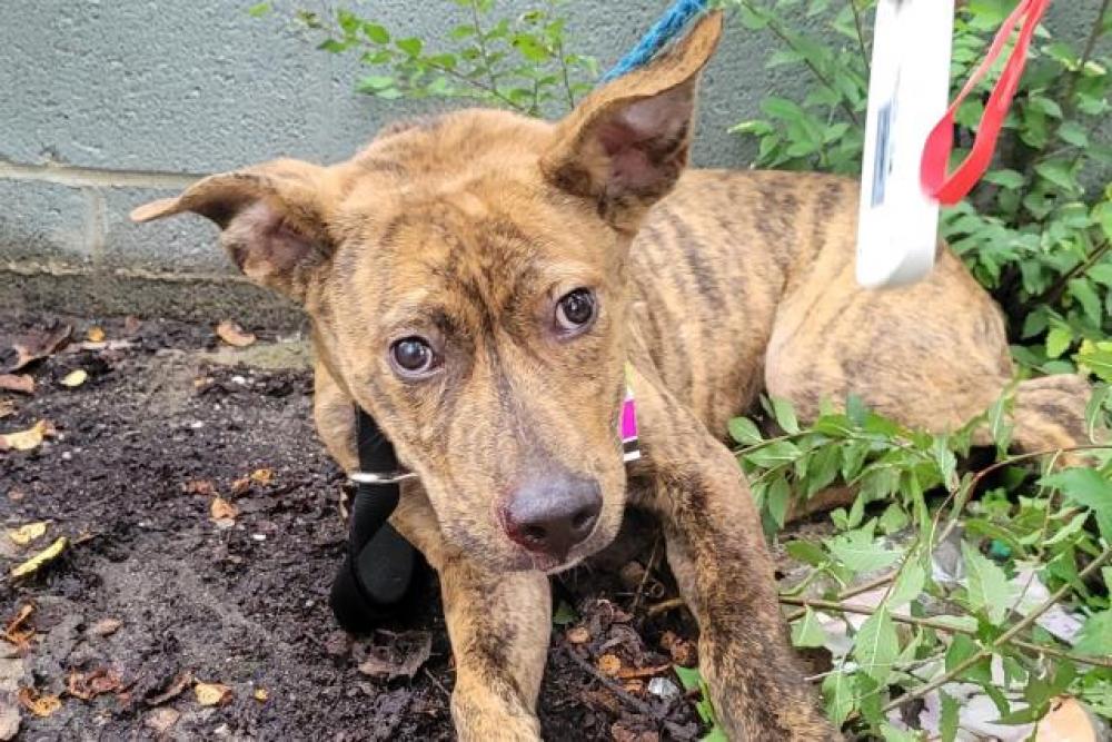 Shelter Stray Male Dog last seen Near BLOCK E 8 MILE RD, DETROIT, MI, Detroit, MI 48211