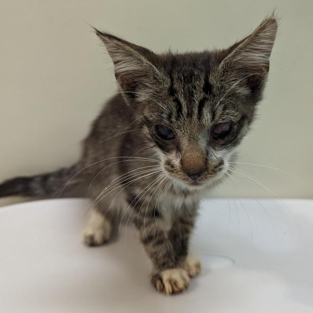 Shelter Stray Male Cat last seen , Lynchburg, VA 24502