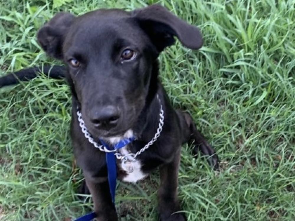 Shelter Stray Male Dog last seen Leander, TX 78641, Georgetown, TX 78626