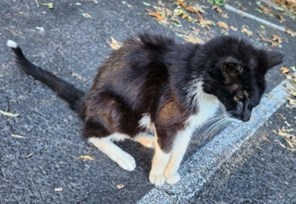 Shelter Stray Male Cat last seen Annandale, VA, 22003, 7110 Columbia Pike, Fairfax County, VA, Fairfax, VA 22032