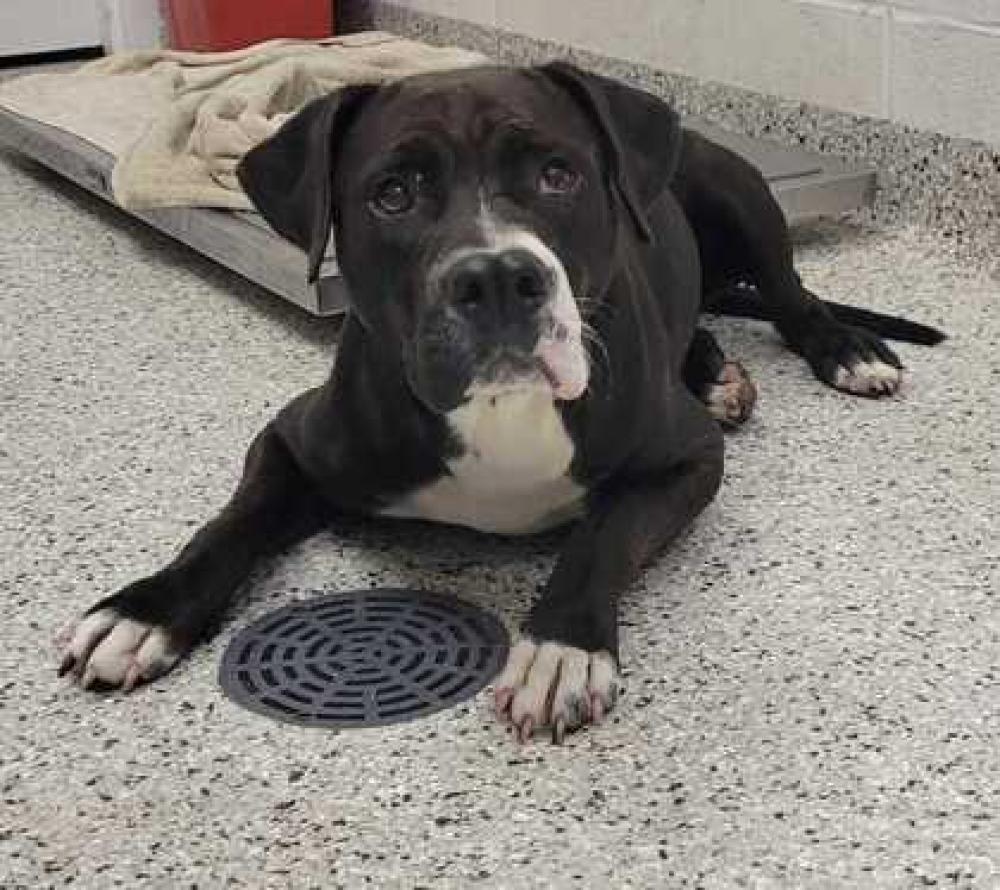 Shelter Stray Male Dog last seen E 107th St & Greenwood Rd, KC MO 64134, 64134, MO, Kansas City, MO 64132