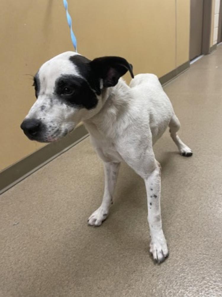 Shelter Stray Male Dog last seen DeSoto, TX 75115, Cedar Hill, TX 75104