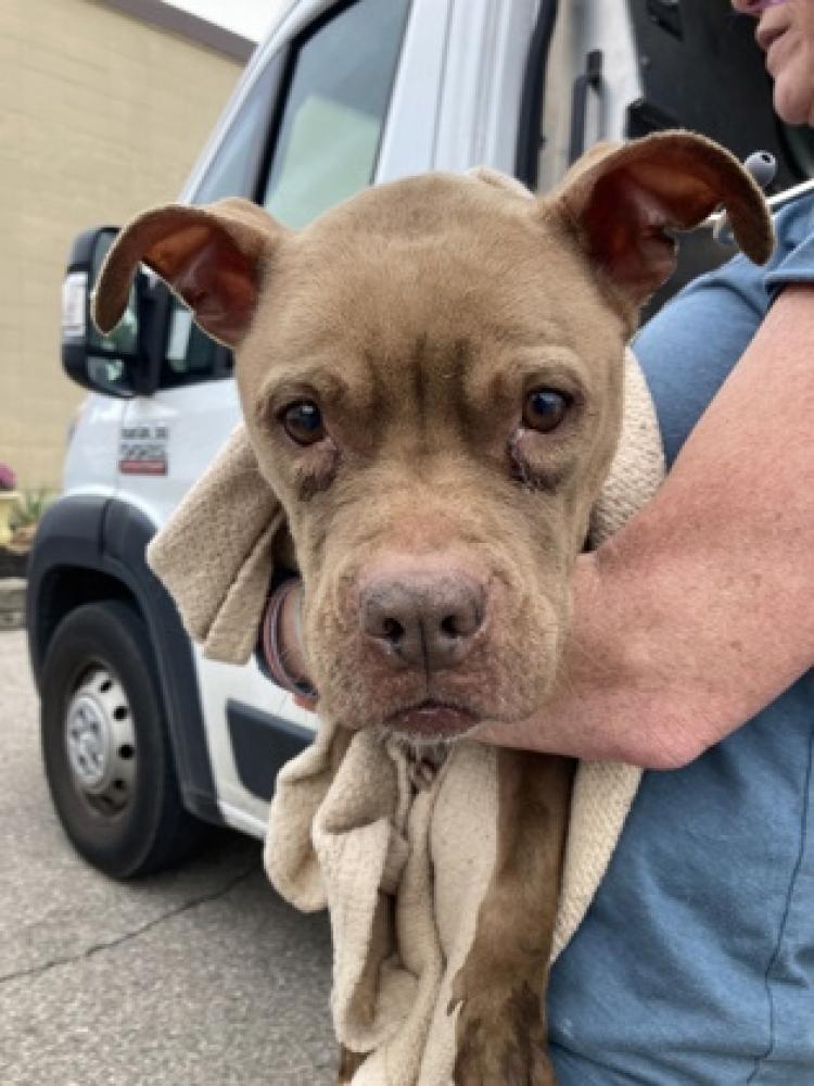 Shelter Stray Female Dog last seen Cincinnati, OH 45203, Cincinnati, OH 45223