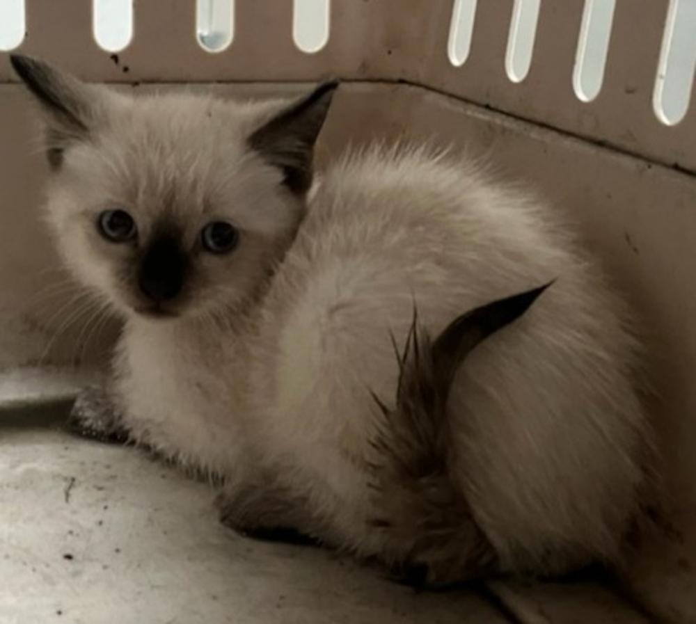 Shelter Stray Female Cat last seen Villa Avenue, STATEN ISLAND, NY, 10302, Staten Island, NY 10309