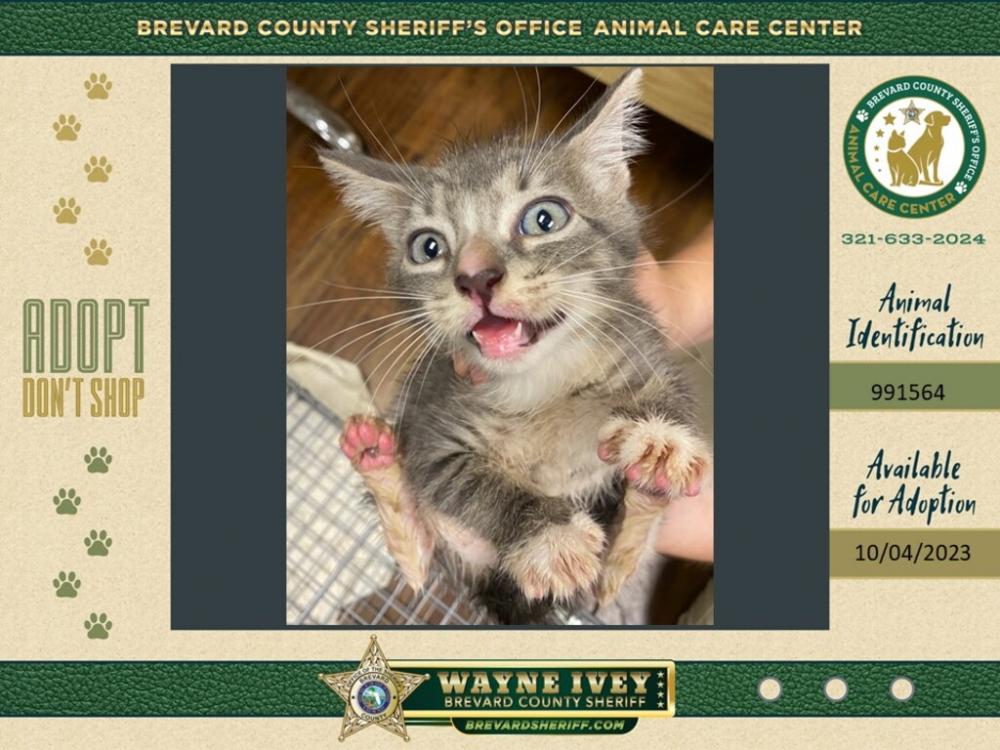 Shelter Stray Female Cat last seen Near Pinedale Road, ROCKLEDGE, FL, 32955, Melbourne, FL 32934