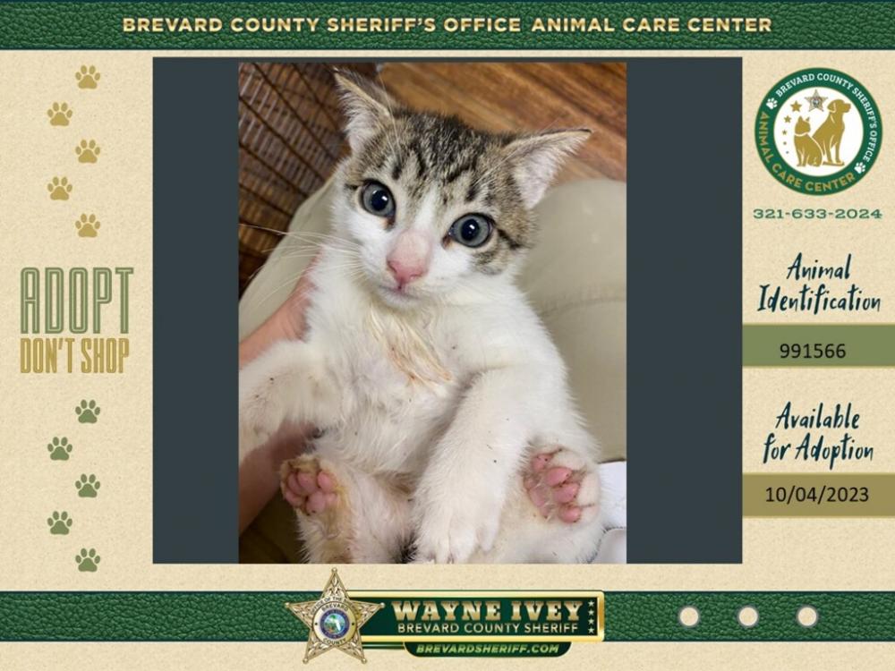 Shelter Stray Female Cat last seen Near Pinedale Road, ROCKLEDGE, FL, 32955, Melbourne, FL 32934