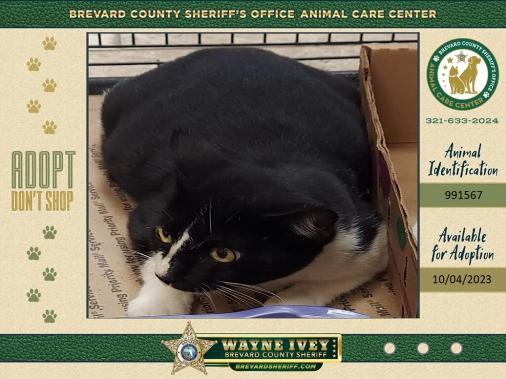 Shelter Stray Female Cat last seen Near Brilliance Circle, COCOA, FL, 32926, Melbourne, FL 32934
