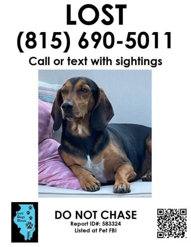 Lost Male Dog last seen Puffer road downers Grover , Downers Grove, IL 60516