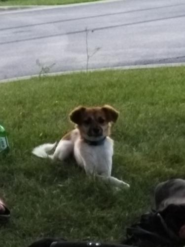 Lost Male Dog last seen Campbell Ave and Hirsch, Chicago, IL 60622