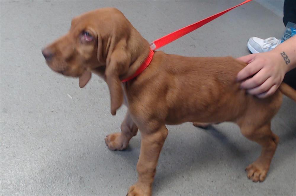 Shelter Stray Male Dog last seen MARKET/CASTRO, San Francisco, CA 94103