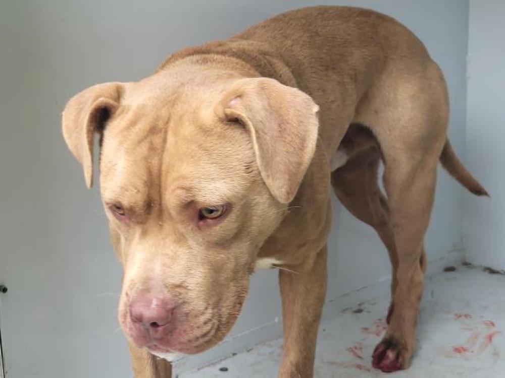 Shelter Stray Male Dog last seen Near BLOCK MINOCK ST, DETROIT, MI, Detroit, MI 48211