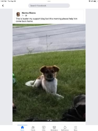 Lost Male Dog last seen Cambell and hirsh, Chicago, IL 60639