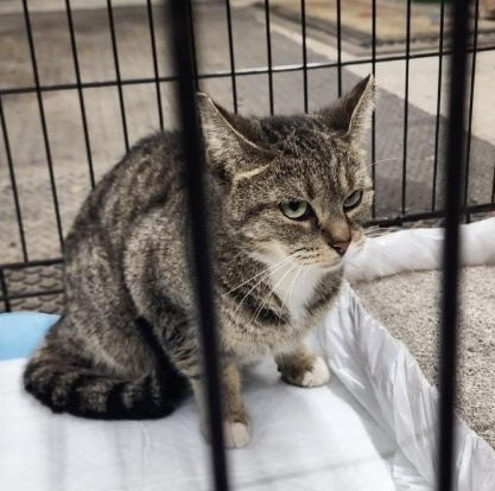 Shelter Stray Female Cat last seen Mount Healthy, OH 45231, Cincinnati, OH 45223