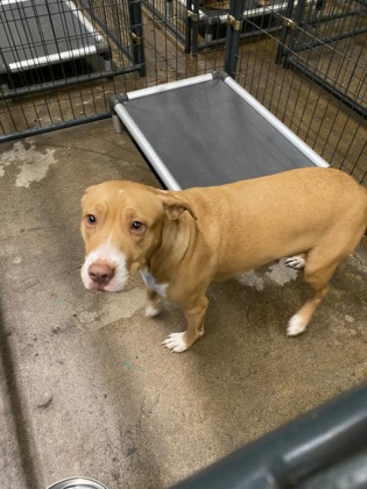 Shelter Stray Female Dog last seen Cincinnati, OH 45217, Cincinnati, OH 45223