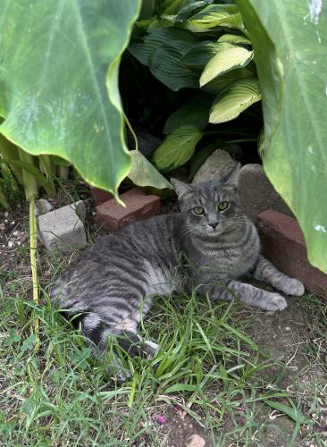 Lost Male Cat last seen Kaki and Warwick, Richmond, VA 23224