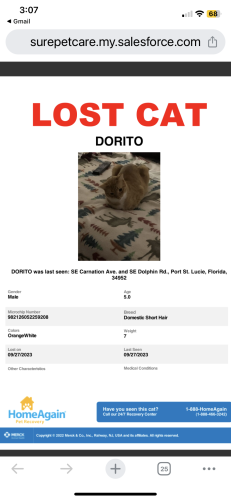 Lost Male Cat last seen Carnation and Dolphin Road, Port St. Lucie, FL 34952