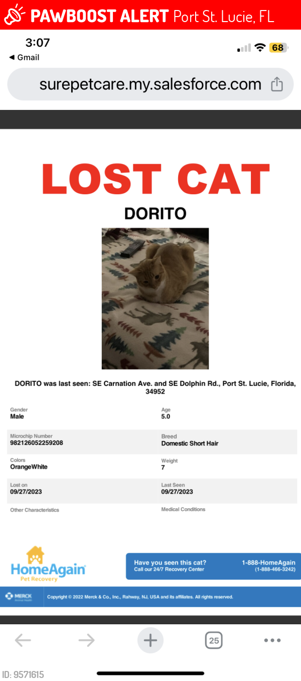 Lost Male Cat last seen Carnation and Dolphin Road, Port St. Lucie, FL 34952