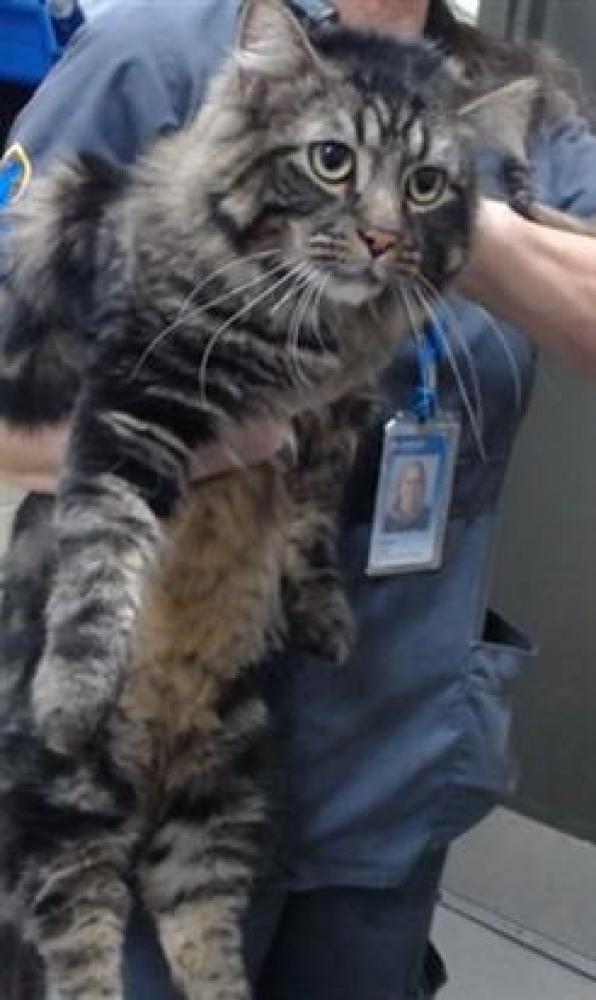 Shelter Stray Male Cat last seen Near BLOCK N ALTURA ST, DENVER CO 80239, Denver, CO 80223