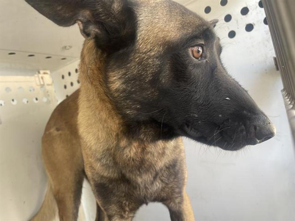 Shelter Stray Male Dog last seen TEXAS / S OWENS ST, BAKERSFIELD, CA, Bakersfield, CA 93307