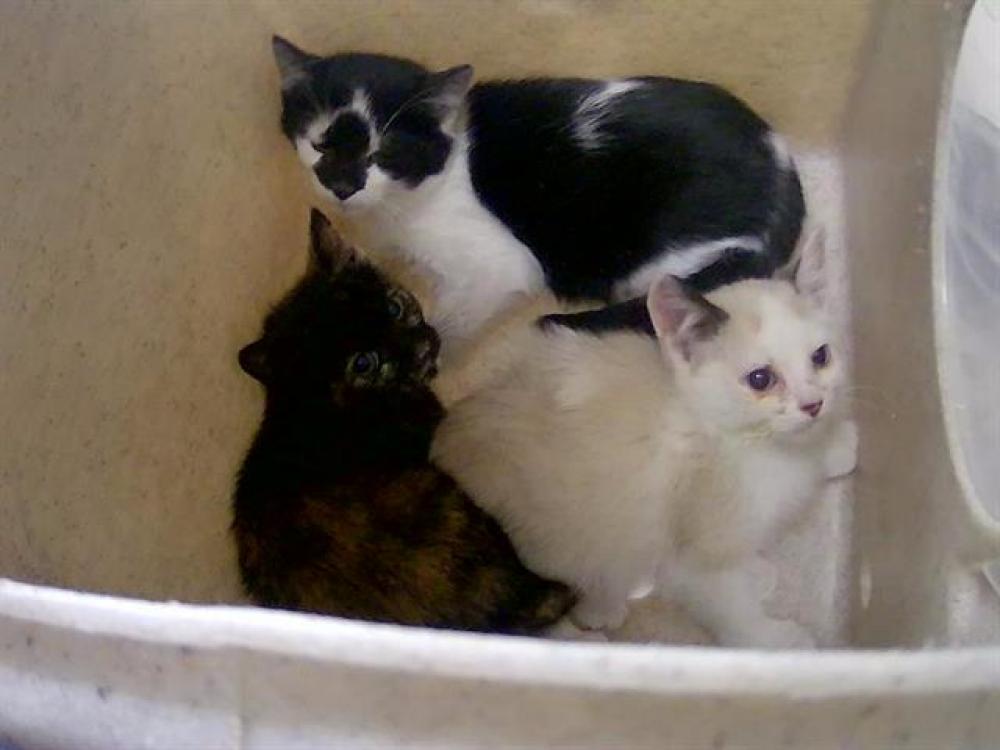 Shelter Stray Female Cat last seen Near BLOCK WAINSCOTT DR, SUN VALLEY NV 89433, Reno, NV 89502