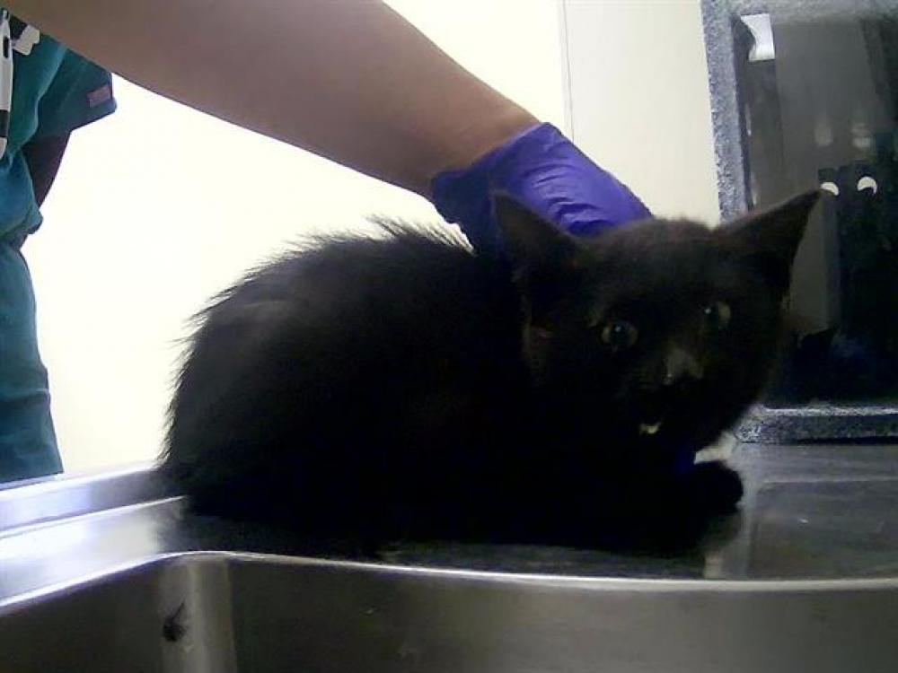 Shelter Stray Female Cat last seen Near BLOCK CHORN LN, SUN VALLEY NV 89433, Reno, NV 89502