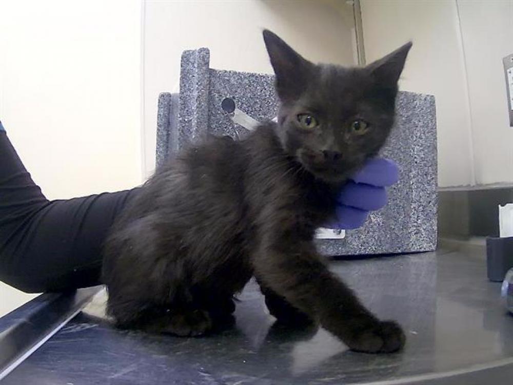 Shelter Stray Male Cat last seen Near BLOCK CHORN LN, SUN VALLEY NV 89433, Reno, NV 89502