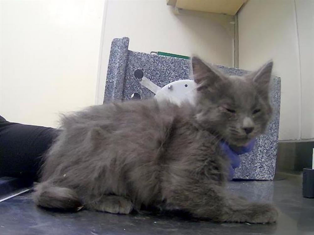 Shelter Stray Male Cat last seen Near BLOCK CHORN LN, SUN VALLEY NV 89433, Reno, NV 89502