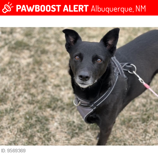 Lost Female Dog last seen Wyoming/Paseo Del Norte area , Albuquerque, NM 87109