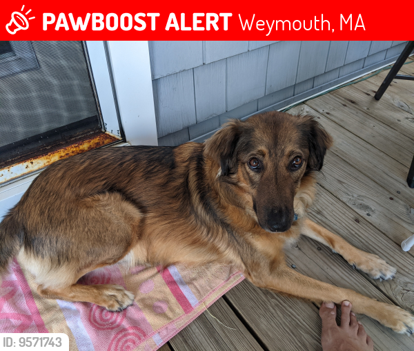 Lost Female Dog last seen Is from Hingham, may head in that direction, Weymouth, MA 02188