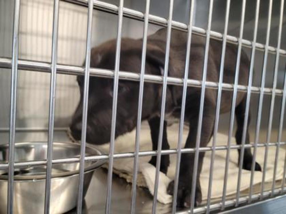 Shelter Stray Male Dog last seen Jarrell, TX , Georgetown, TX 78626
