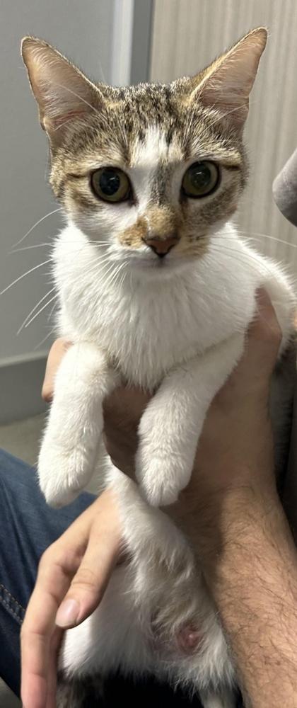 Shelter Stray Female Cat last seen San Antonio, TX 78228, San Antonio, TX 78229