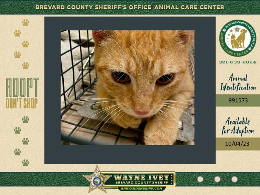 Shelter Stray Unknown Cat last seen Near Hillsdale Drive, COCOA, FL, 32922, Melbourne, FL 32934