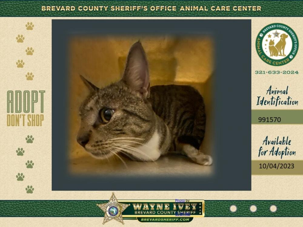 Shelter Stray Male Cat last seen Near Sioux Avenue, MELBOURNE, FL, 32935, Melbourne, FL 32934