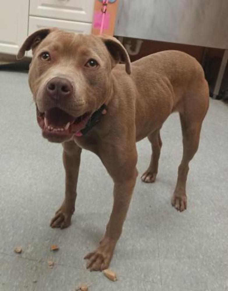 Shelter Stray Female Dog last seen WYOMING AVE & CHALFONTE ST, DETROIT, MI 48238, Detroit, MI 48211